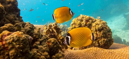 Two yellow fish hover over types of corals that you learn to identify on the SSI Coral ID course.