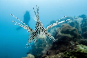A SSI Fish ID student hovers behind a lionfish while trying to identify it.
