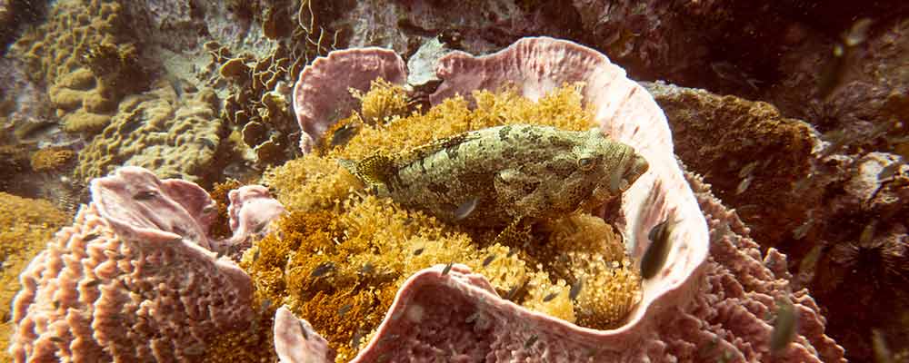 Our Marine Biologist for a Week internship will teach you why this grouper is using a barrel sponge as a rest area.