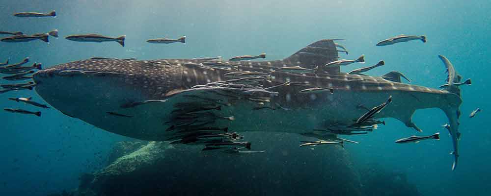 Lucky students on our Marine Biologist for a Week internship get to see a whale shark like this one on some of their dives.