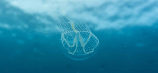 During the Marine Biologist for a Week internship you'll learn about and dive with all sorts of marine creatures, like this jellyfish.