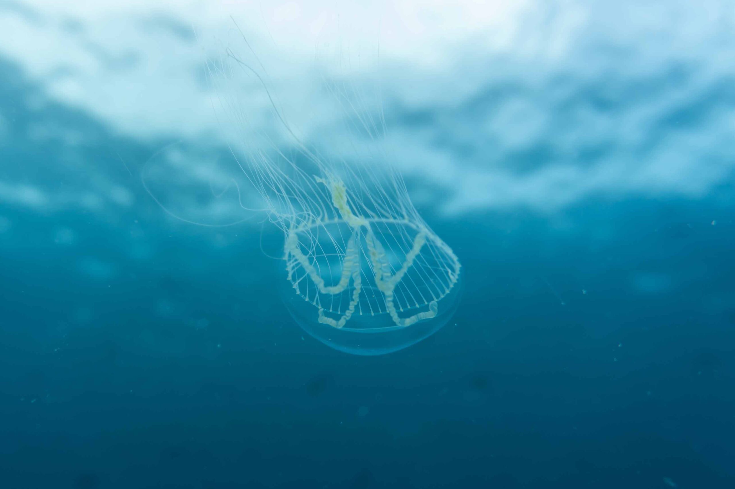 During the Marine Biologist for a Week internship you'll learn about and dive with all sorts of marine creatures, like this jellyfish.