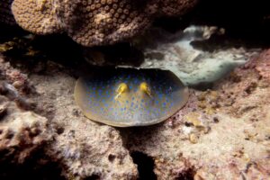 A bluespotted ray hides under a rock and displays behaviour you'll learn on the SSI Manta and Ray Ecology course.