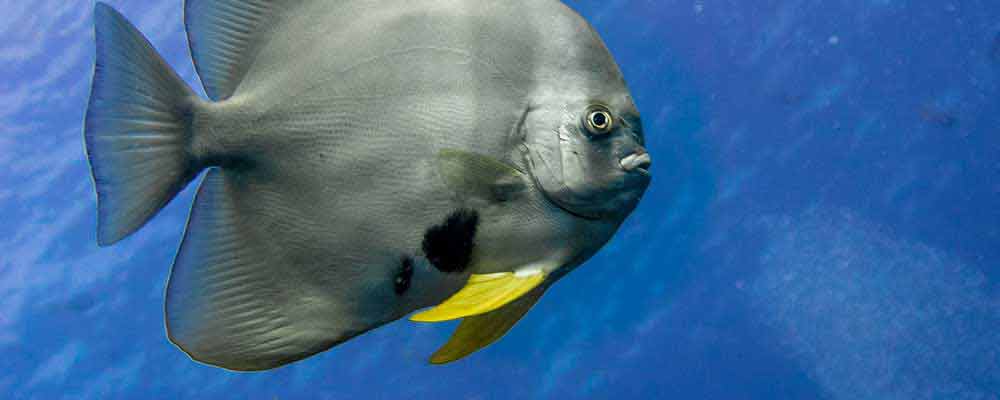 An adult longfin batfish swims through a dive site you'll visit during your Marine Biology Course Mini Internship.