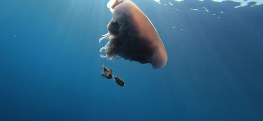 The SSI Marine Ecology course will teach you about marine animals like this large jellyfish.