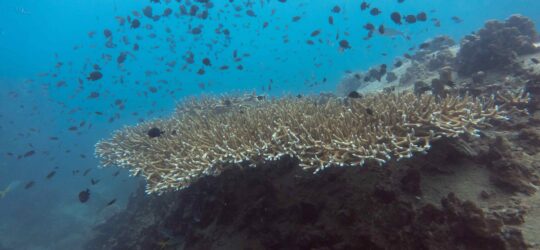 The Marine Ecology and Conservation internship with Big Blue Conservation will teach you why ecosystems like this coral reef are vitally important to the planet.