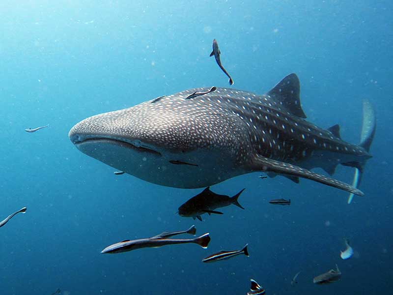 Whale sharks are one of the species observed in ocean monitoring programs in Thailand.