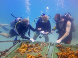 Students learn how to propagate coral on a marine conservation courses with Big Blue Conservation.