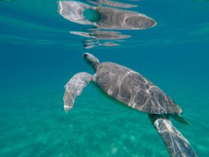 A female green turtle (Chelonia mydas) reaches to take a breath from the surface.