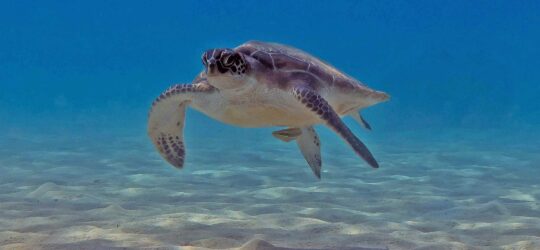 A sea turtle, like this one, is the main focus and topic of the SSI Sea Turtle Ecology course.